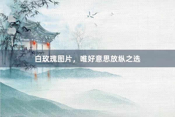 白玫瑰图片，唯好意思放纵之选